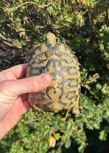 Adult Hermann’s Tortoise (Male 2)