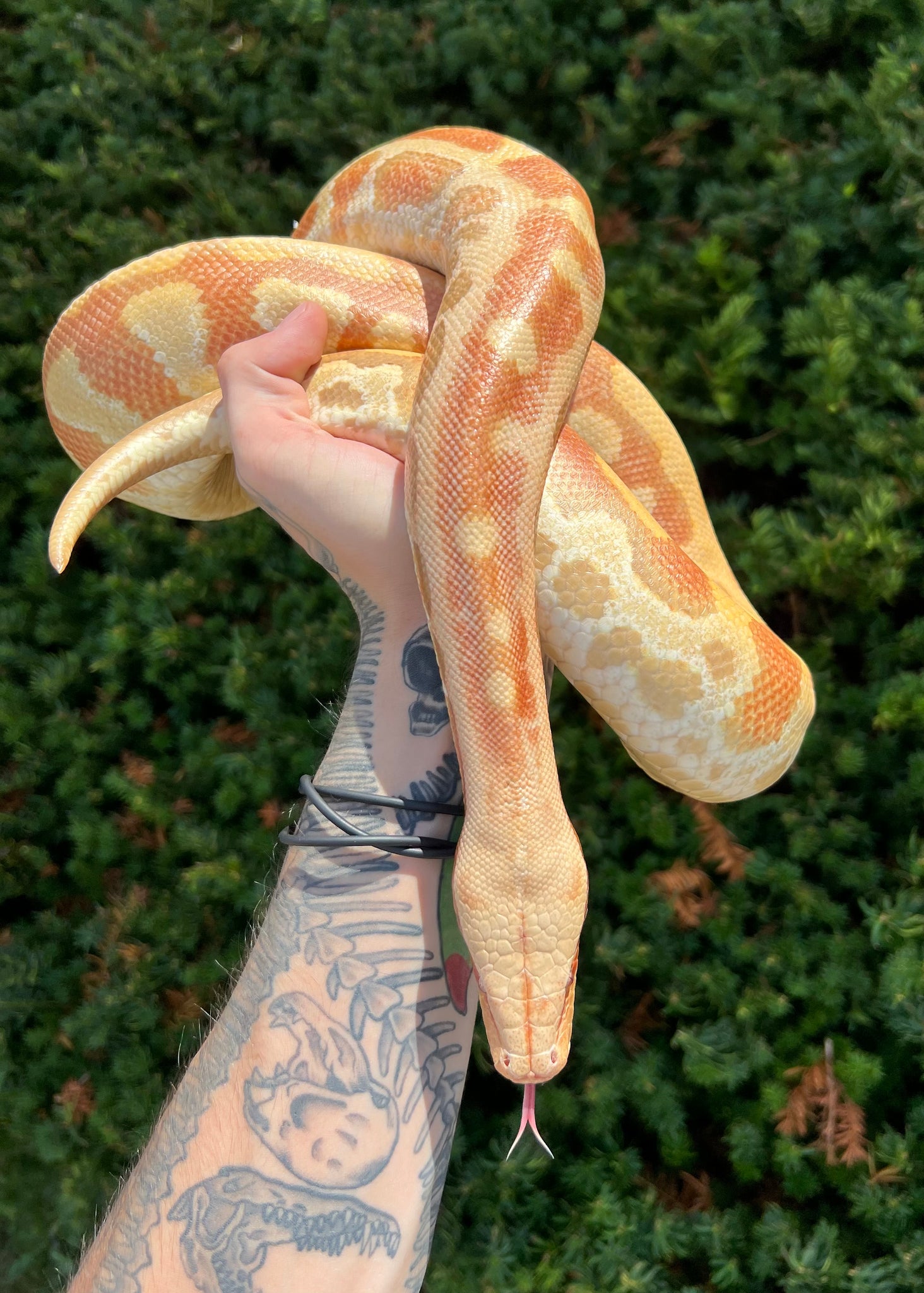 Sub-Adult T+ Albino Blood Python (Female) – Scales and Tails of Ohio