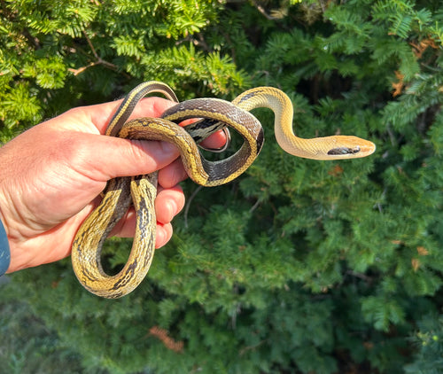 Juvenile Thai Yunnan Beauty Ratsnake (Male 2)
