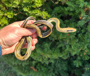 Juvenile Thai Yunnan Beauty Ratsnake (Male 2)
