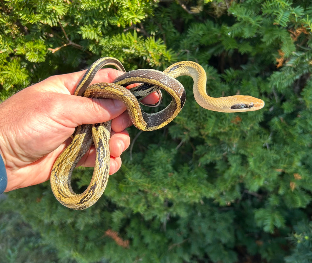 Juvenile Thai Yunnan Beauty Ratsnake (Male 2)