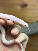 Load image into Gallery viewer, Baby Leucistic Western Hognose Snake (Female)