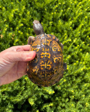 Load image into Gallery viewer, Adult ‘High-Yellow’ Eastern Box Turtle (Female)