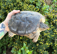 Load image into Gallery viewer, 7” Snapping Turtle