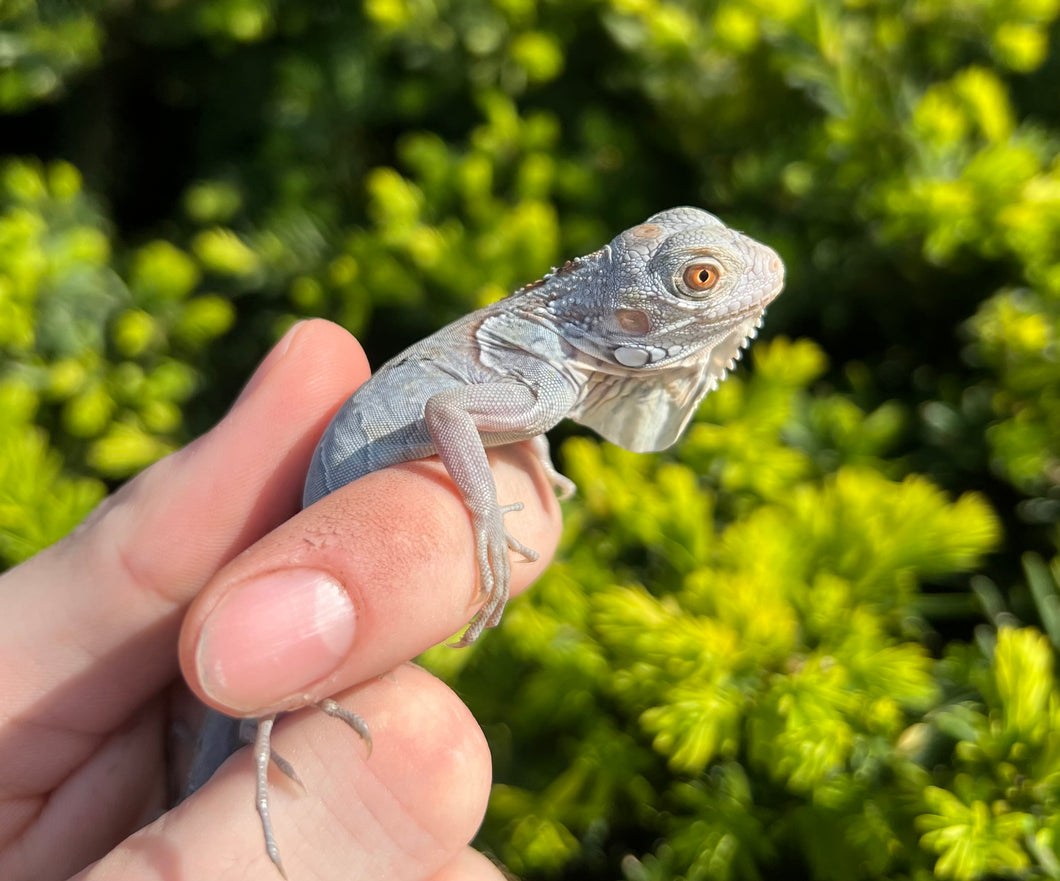 Baby Platinum Grey Iguana