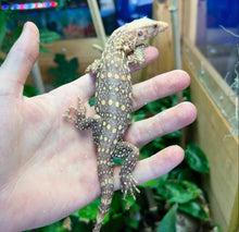 Load image into Gallery viewer, Asian Water Monitor 100% het T+ Albino