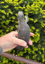 Load image into Gallery viewer, Juvenile Black Throat Monitor (2)