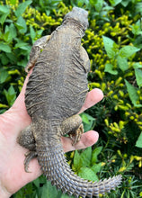 Load image into Gallery viewer, Adult Egyptian Uromastyx (2)