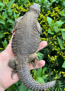 Adult Egyptian Uromastyx (2)