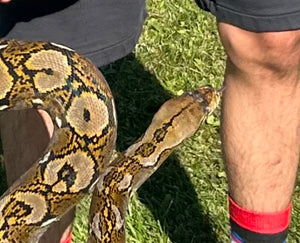 10’ Adult Reticulated Python (Male)