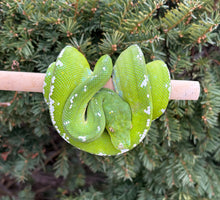 Load image into Gallery viewer, Adult ‘High-White’ Aru Green Tree Python (Male)