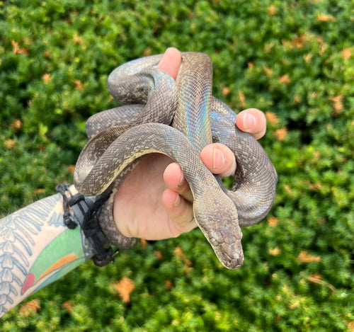 Sub-Adult Macklot’s Python (Female)