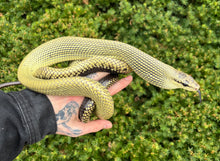 Load image into Gallery viewer, Adult Black-Tailed Jansen’s Ratsnake (Male)