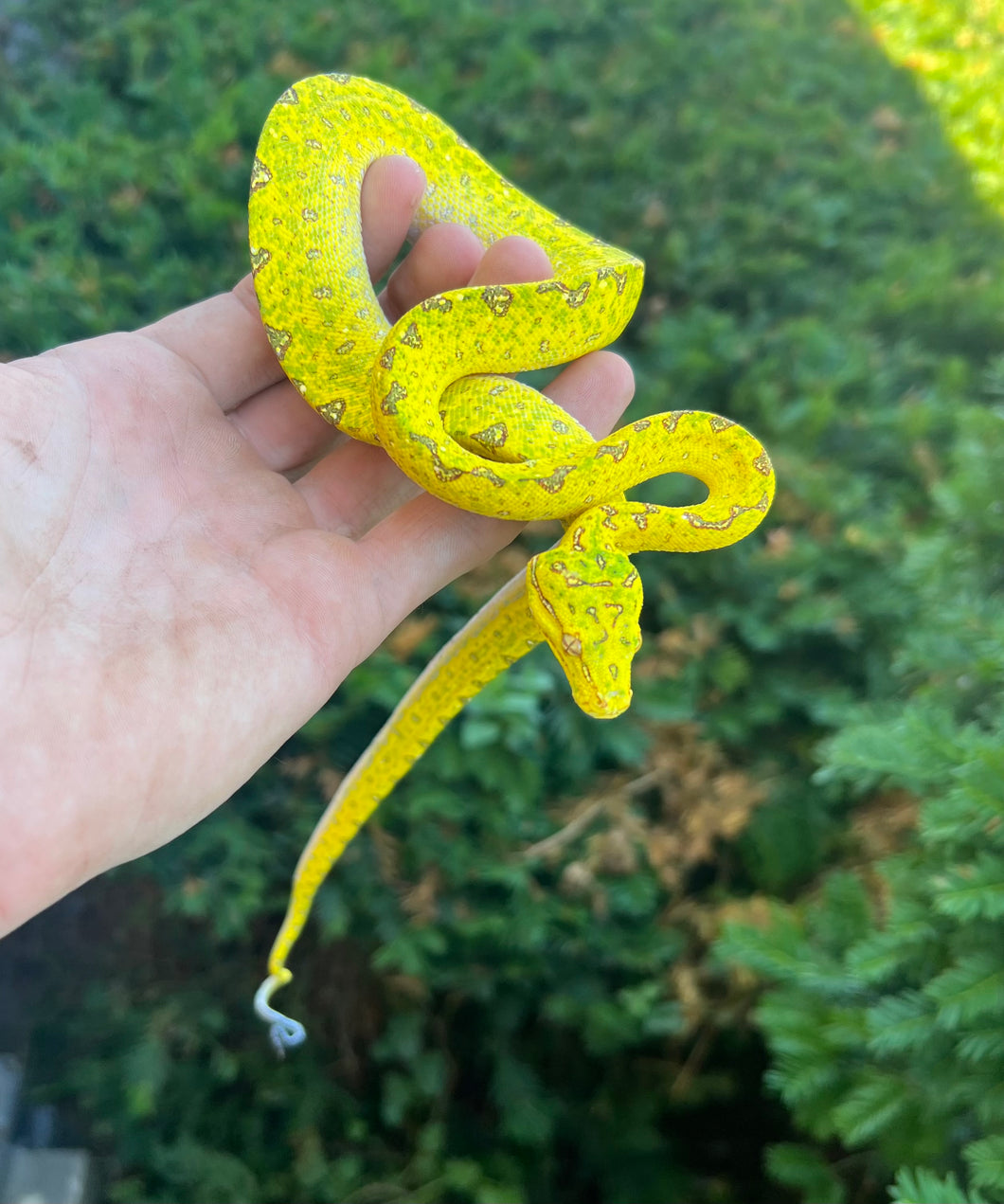 Baby Biak Green Tree Python (2)
