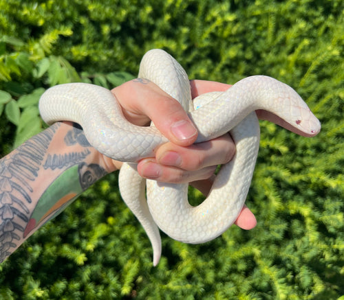 Adult Albino Sunbeam Snake (Female)