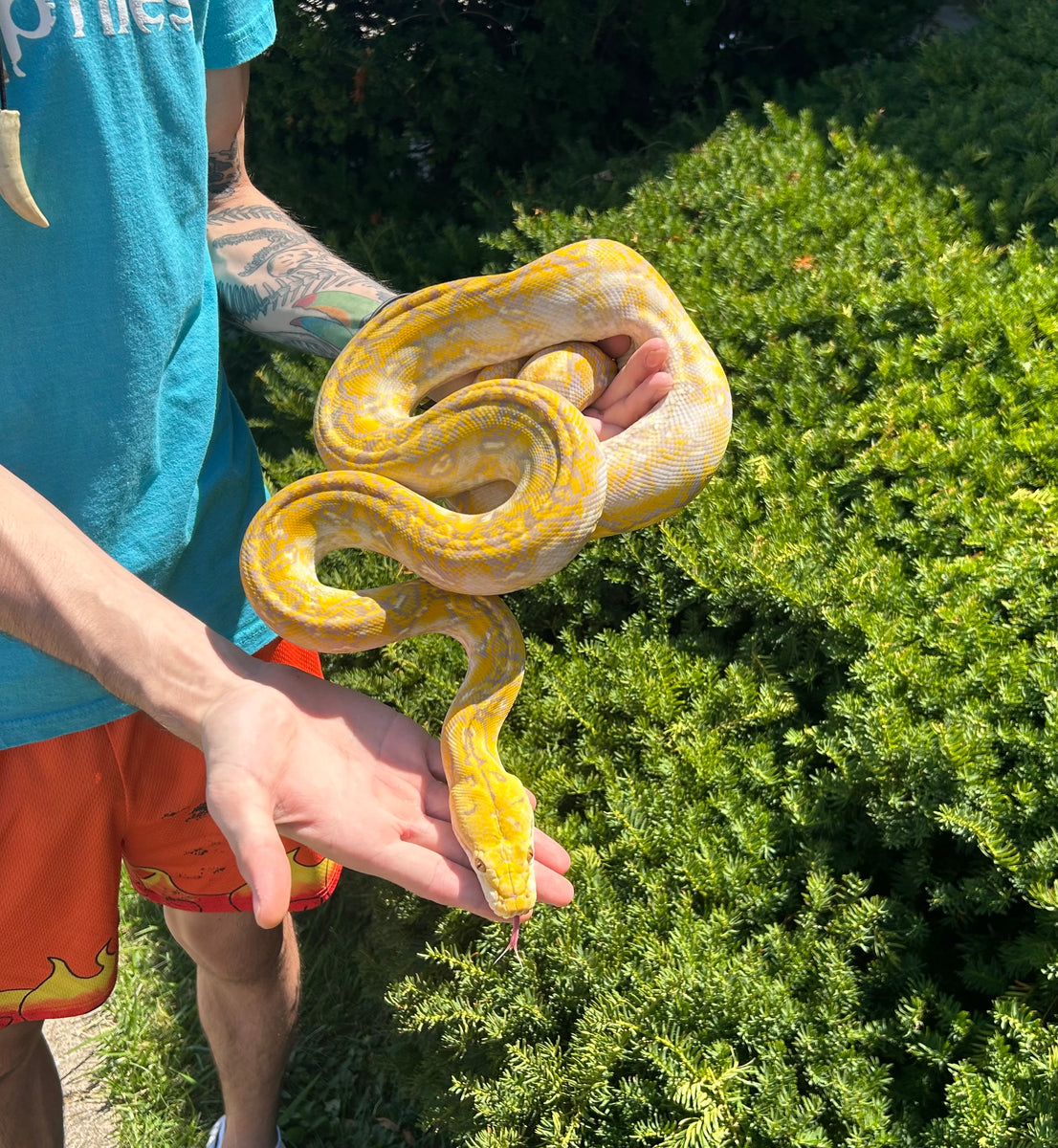 43% Kalatoa/7% Jampea Albino Dwarf Reticulated Python (Female) – Scales ...