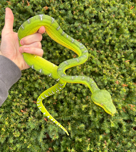 Adult Emerald Tree Boa (Male 1)