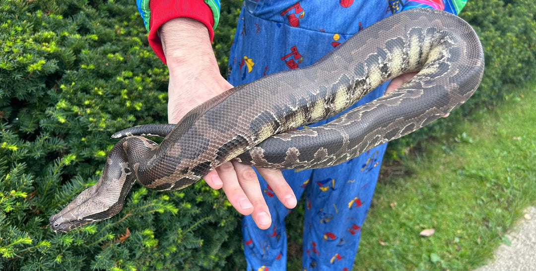 Adult Chrome Sumatran Short-Tailed Python (Male) – Scales and Tails of Ohio