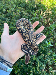 Baby Cinnamon Ball Python