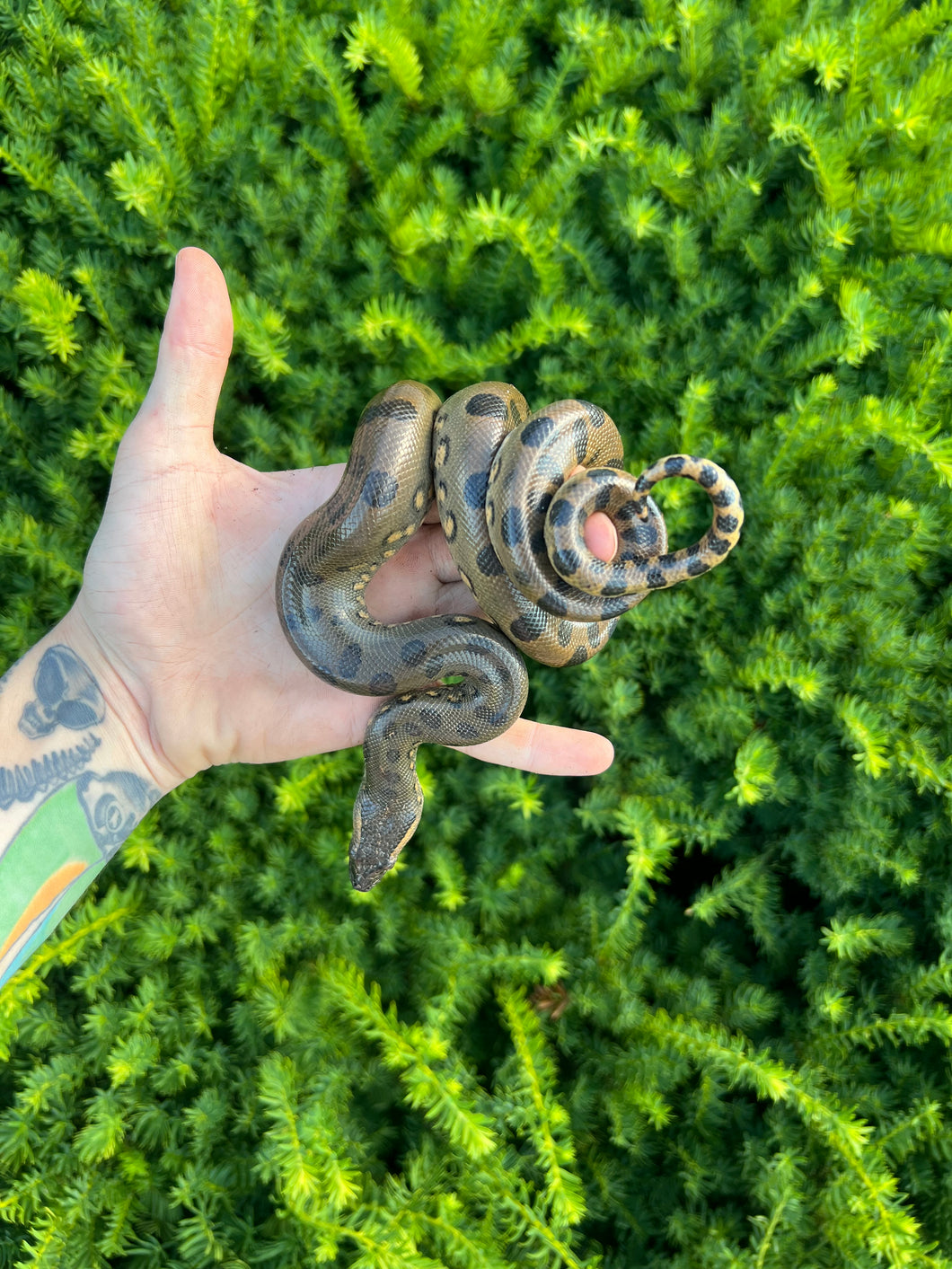 Baby Green Anaconda (Male 1)