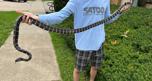 XL Adult Axanthic Indonesian Mangrove Snake (Male)