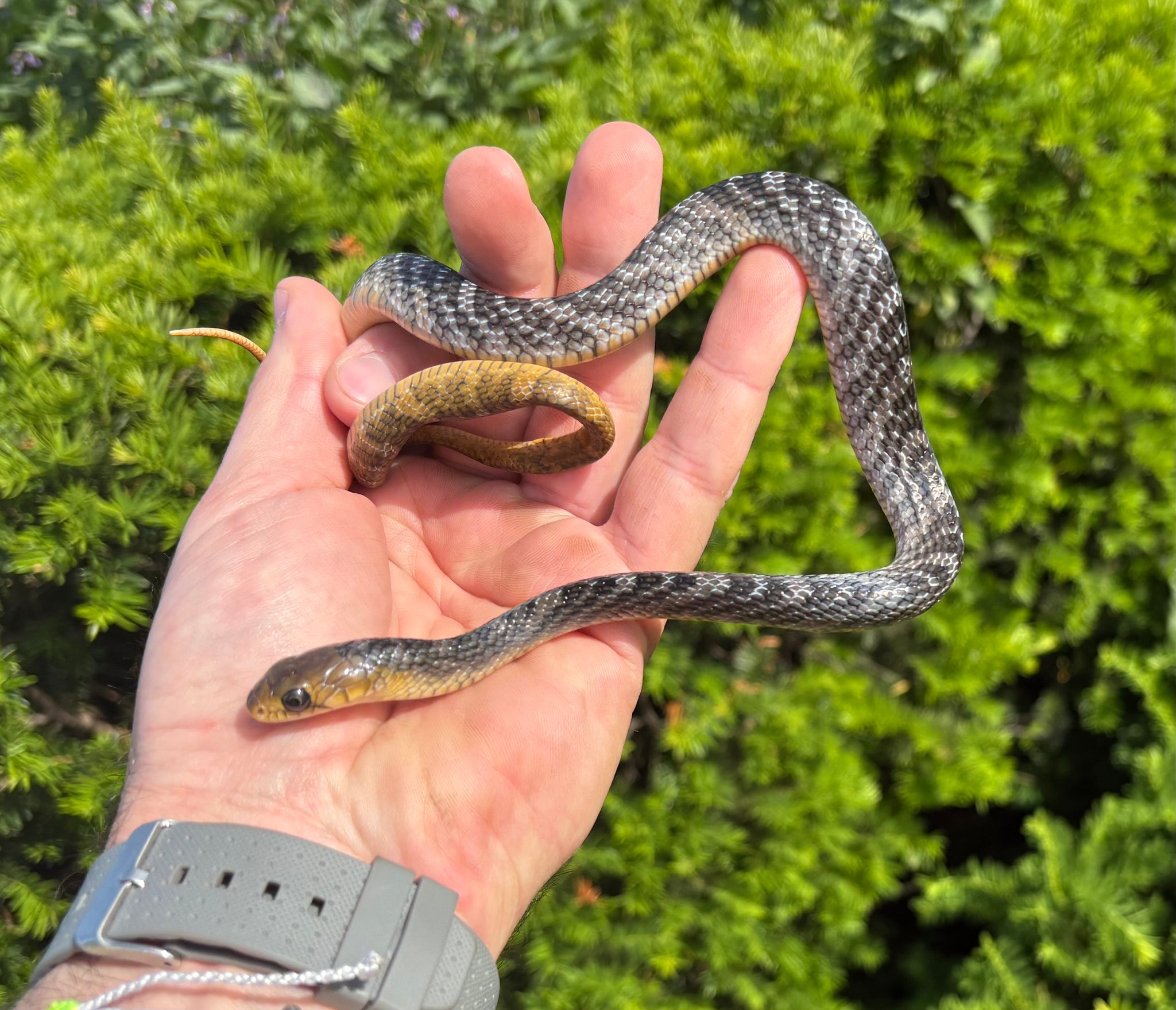 Other Snakes – Scales and Tails of Ohio