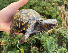 Load image into Gallery viewer, Adult Eastern Box Turtle (Female 1)