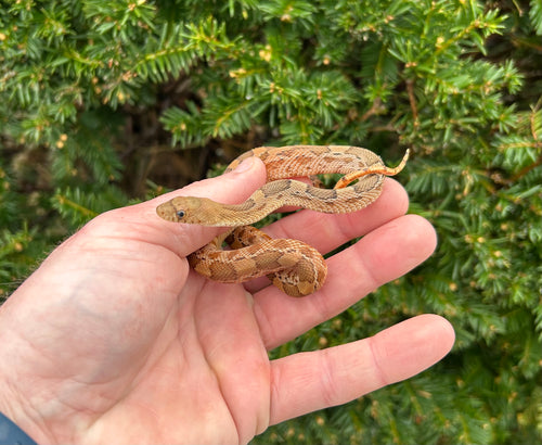 Baby Mexican Pine Snake (Female)