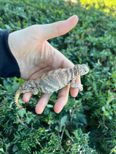 Load image into Gallery viewer, Small Ornate Uromastyx (2)