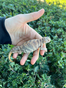 Small Ornate Uromastyx (2)