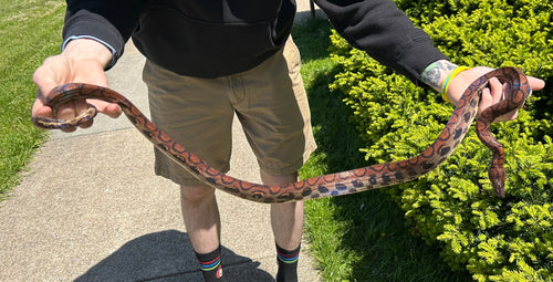 Sub-Adult Brazilian Rainbow Boa (Female 1)
