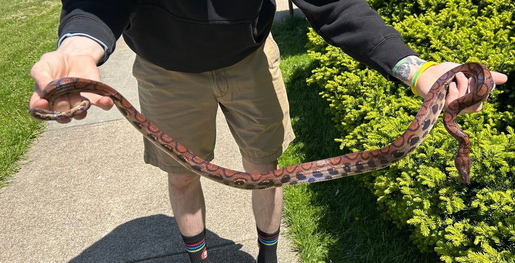 Sub-Adult Brazilian Rainbow Boa (Female 1)