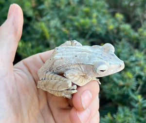 Borneo Eared Frog