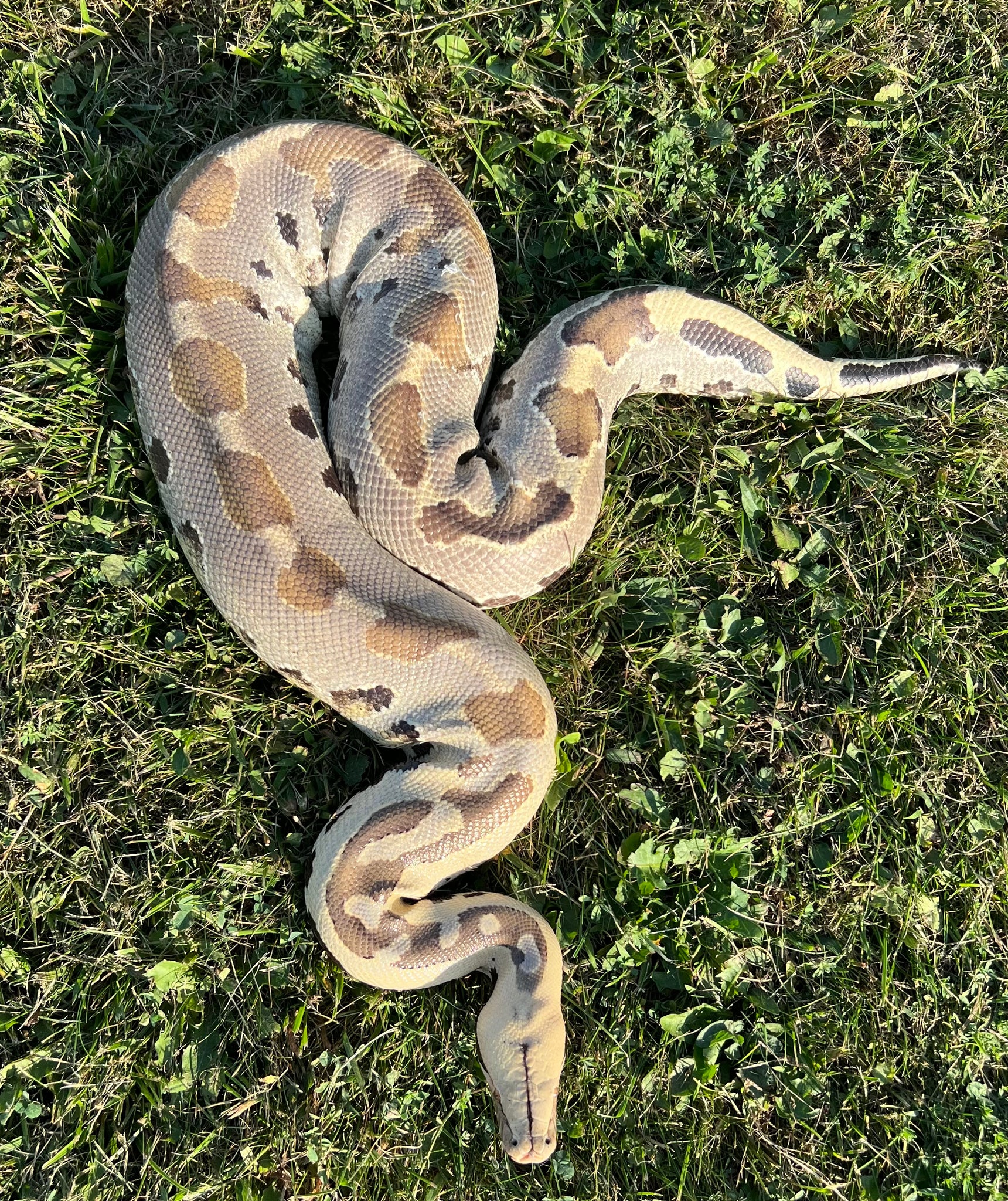 Borneo Python Vs Blood Python Adult Platinum Ghost Borneo Blood Python (Female) β Scales and Tails of ...
