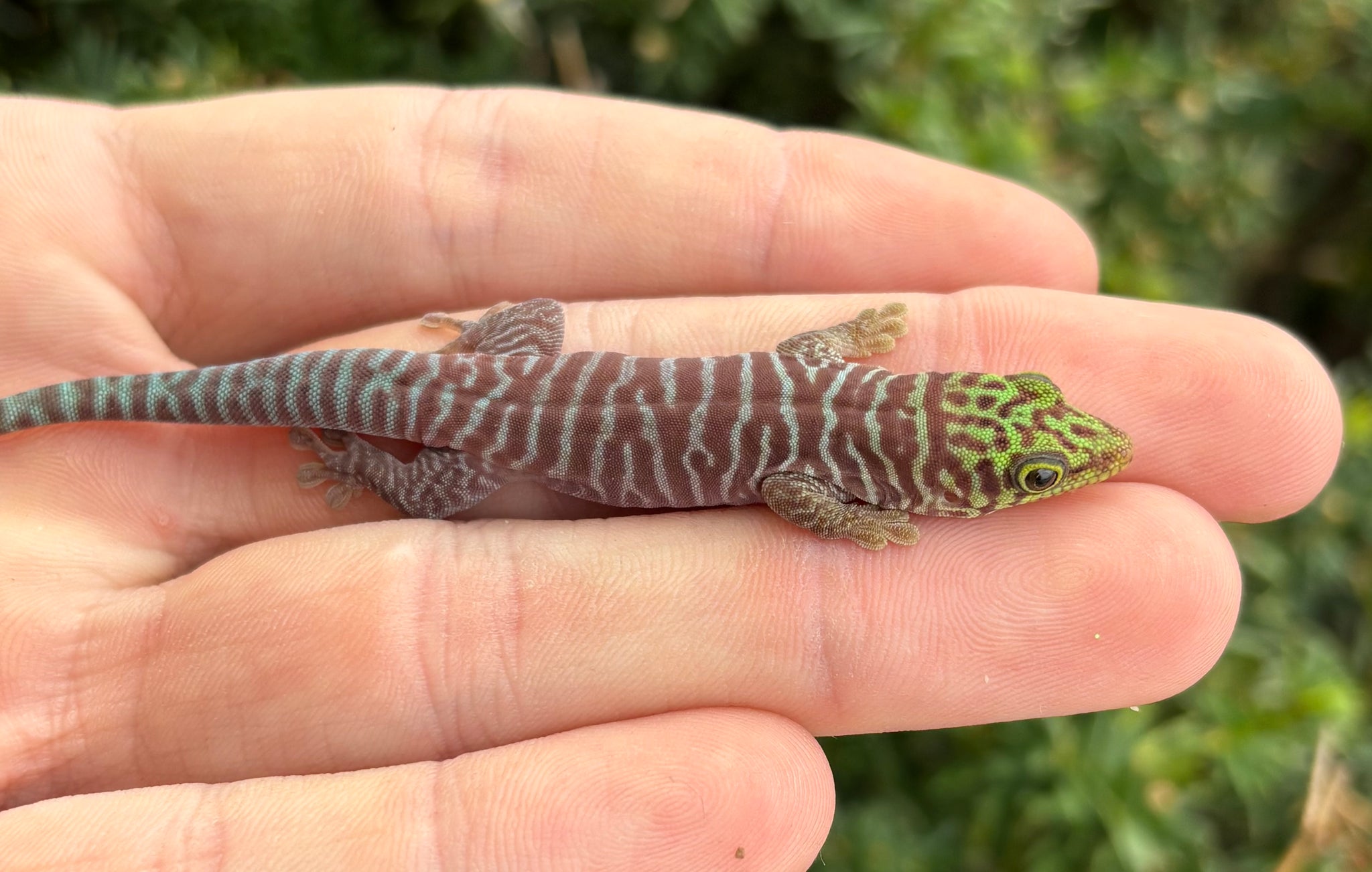 Baby Standing’s Day Gecko – Scales and Tails of Ohio
