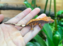Load image into Gallery viewer, Juvenile Crested Gecko (Assorted Morph)
