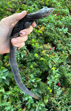 Load image into Gallery viewer, Baby Black Dragon Water Monitor