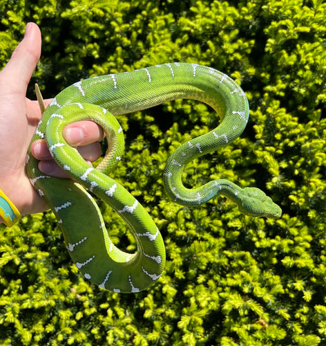 Sub-Adult Emerald Tree Boa (Male 3)