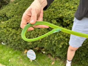 Adult African Green Bush Snake