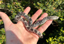 Load image into Gallery viewer, Baby Northern Pine Snake (Imperfect)