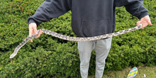 Load image into Gallery viewer, Adult Northern Pine Snake (Female)