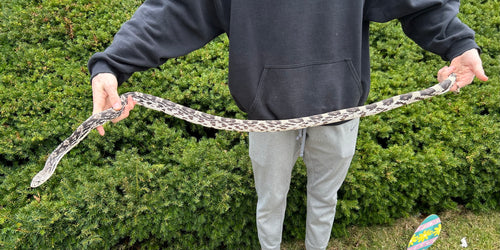 Adult Northern Pine Snake (Female)