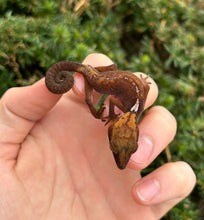 Load image into Gallery viewer, Adult Cat Eyed Gecko (Female 3)