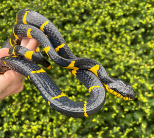 melanota snake Sculpt Peptide  High-purity compounds manufactured to rigorous quality  standards
