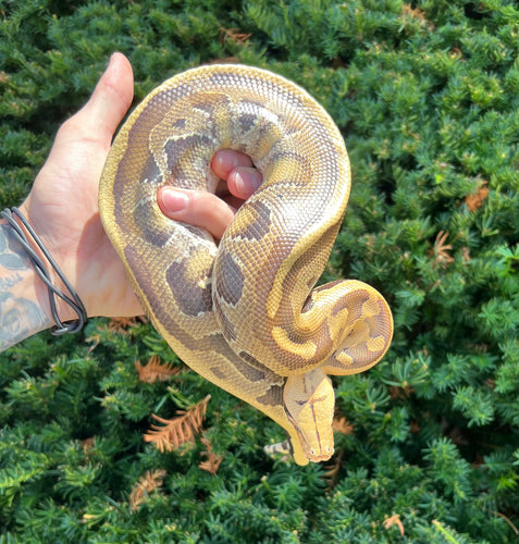 Juvenile Striped Borneo Blood Python (Female)