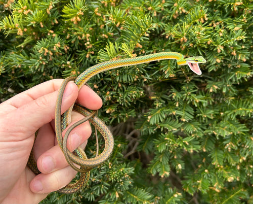 Adult Parrot Snake (Female)