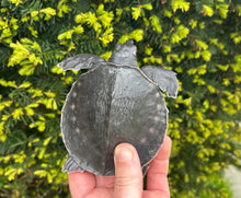 Load image into Gallery viewer, 5” Fly River Turtle