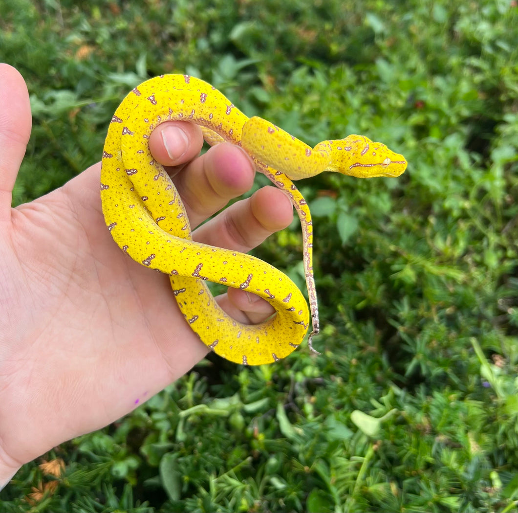 Baby Manokwari Green Tree Python (3)