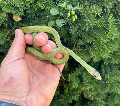 Baby Jansen’s Ratsnake (Male)