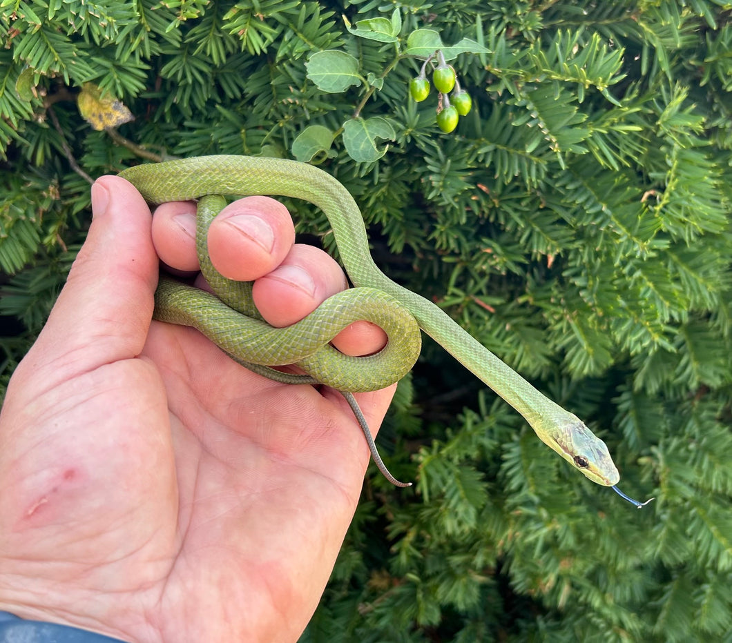 Baby Jansen’s Ratsnake (Male)